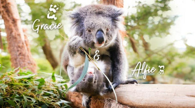 We Have Adopted Two Koalas