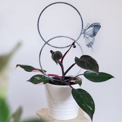 Plant Trellis - Butterfly